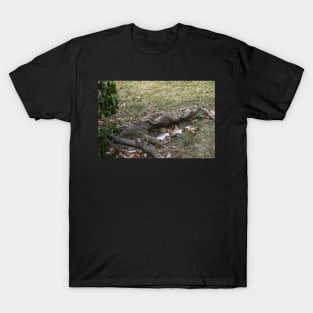 Roots have Surfaced T-Shirt